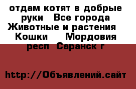 отдам котят в добрые руки - Все города Животные и растения » Кошки   . Мордовия респ.,Саранск г.